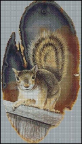 (image for) Gray Squirrel